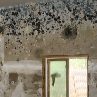 Mold Removal