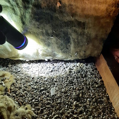 Vermiculite Removal